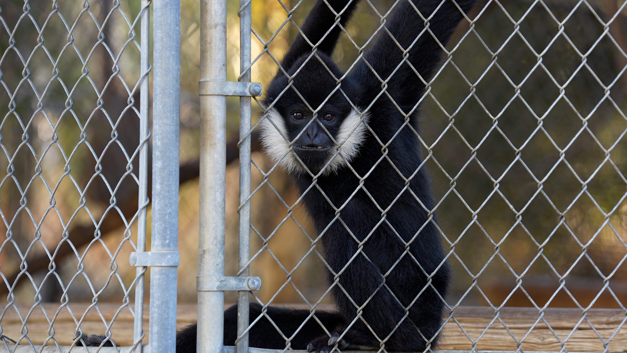 Hidden Near Los Angeles Is One of the World's Most Important Centers for Endangered Apes