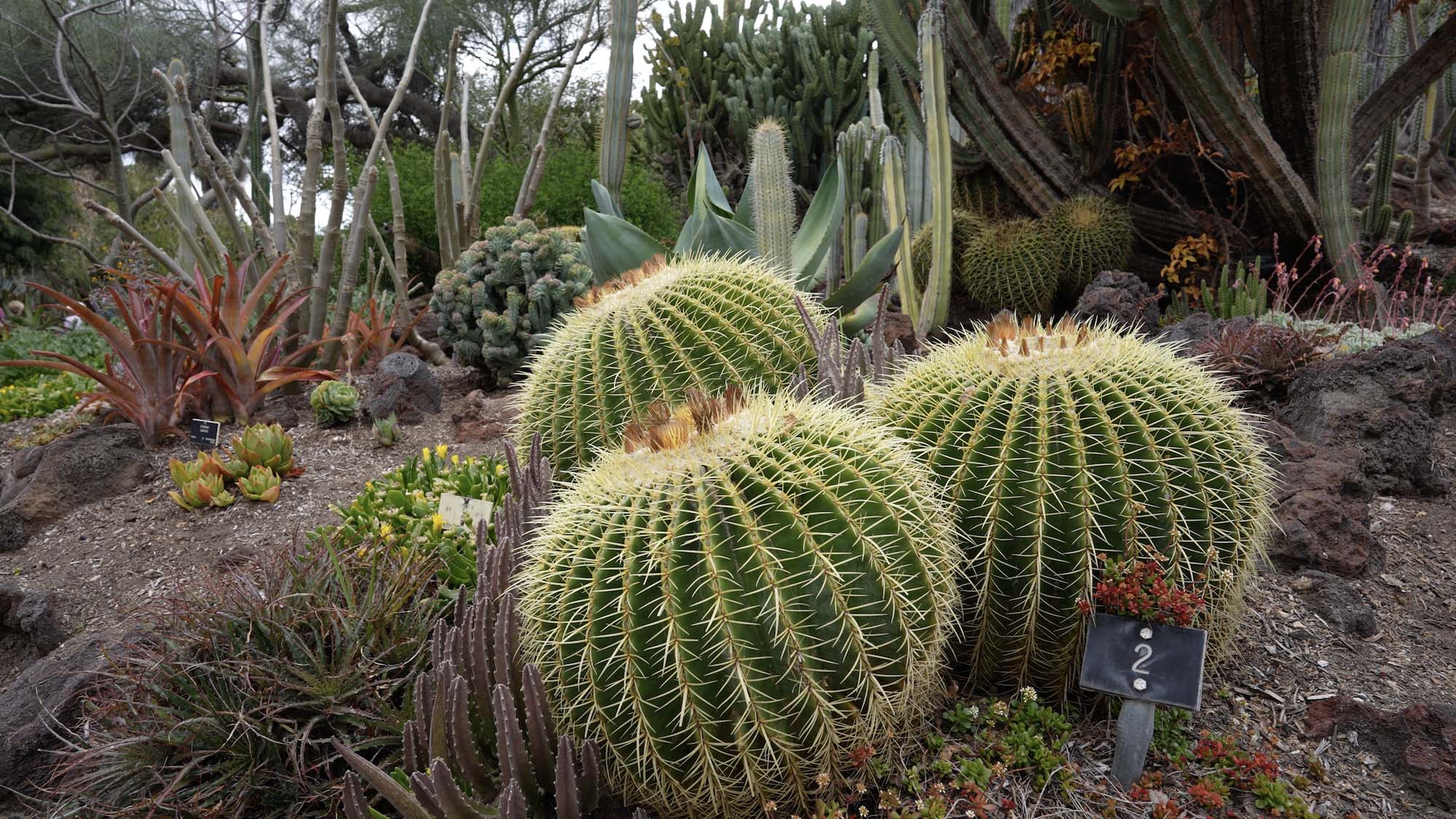 Inside The Huntington’s Extraordinary Succulent Garden