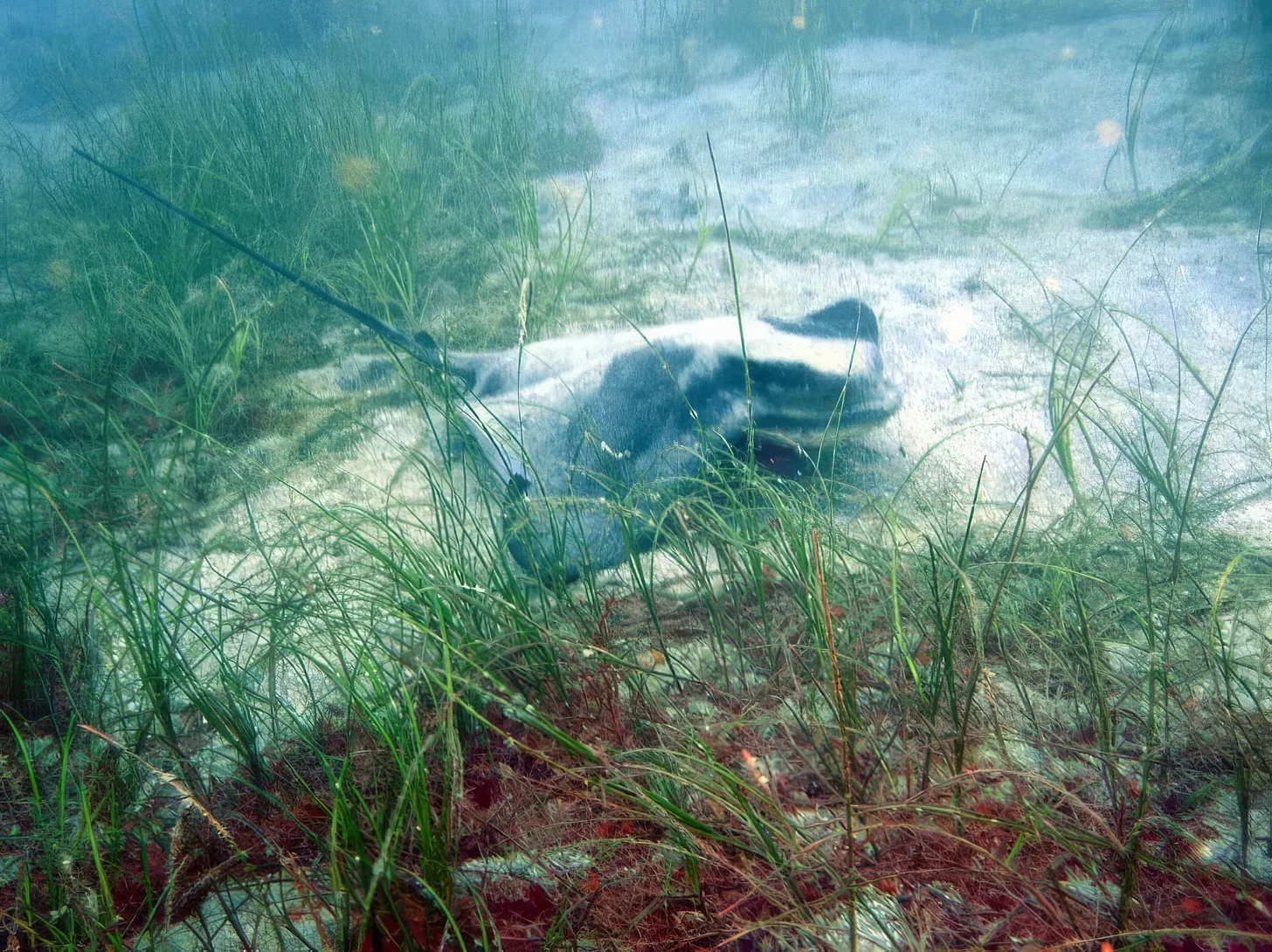 stingray CSULB